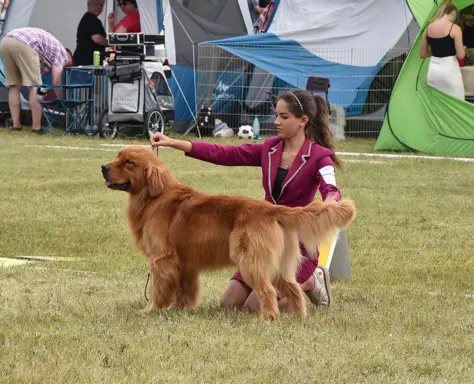 GOLDEN RETRIEVER-ciemnozłote,ZKwP,amerykańska linia, typ 9