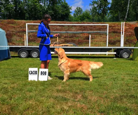 GOLDEN RETRIEVER-ciemnozłote,ZKwP,amerykańska linia, typ 10