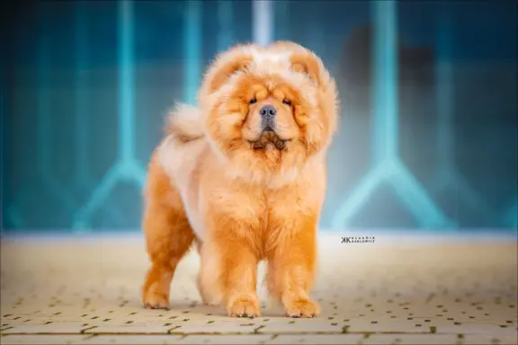 Chow-chow z rodowodem (po badanych rodzicach) 3