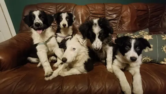Border Collie Suczki 4