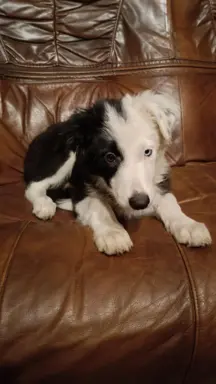 Border Collie Suczki 5