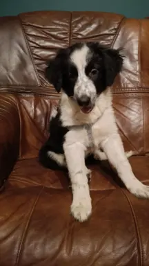 Border Collie Suczki 6