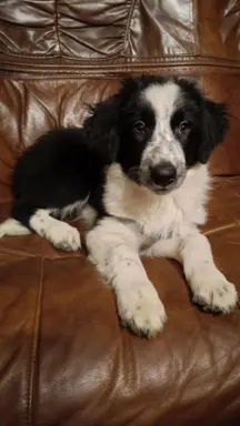 Border Collie Suczki 7
