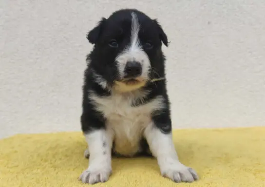 BORDER COLLIE rasowy pies z hodowli, czarno-biały 1