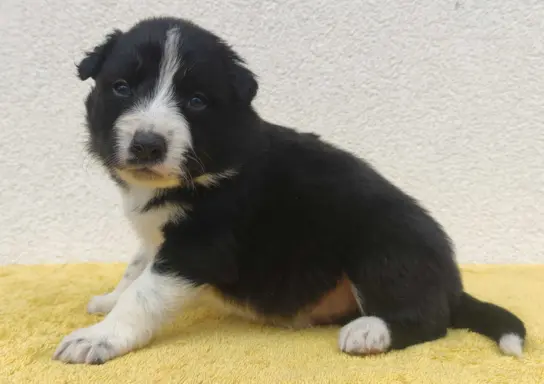 BORDER COLLIE rasowy pies z hodowli, czarno-biały 2