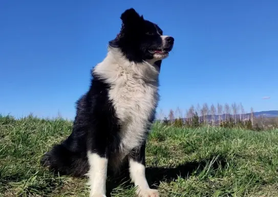 BORDER COLLIE rasowy pies z hodowli, czarno-biały 3