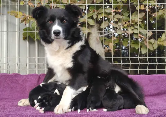 BORDER COLLIE rasowy pies z hodowli, czarno-biały 4