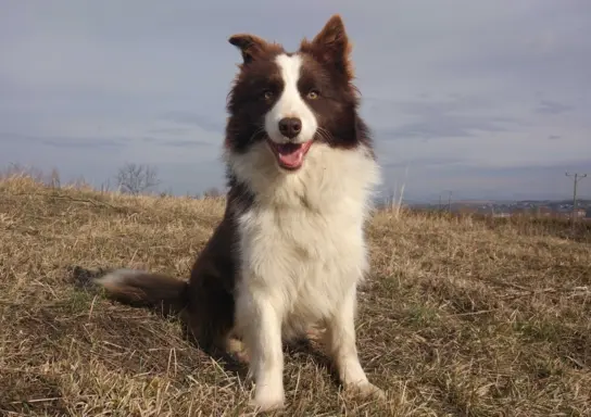 BORDER COLLIE rasowy pies z hodowli, czarno-biały 5