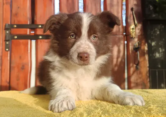 Rasowa Suczka Border Collie - Szczeniak z Hodowli z pełną do 2