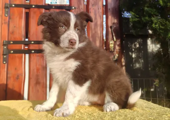 Rasowa Suczka Border Collie - Szczeniak z Hodowli z pełną do 1