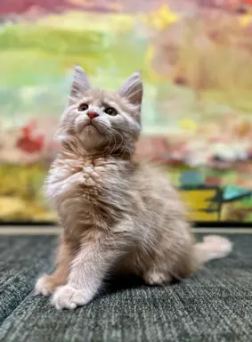 Kocurek kremowy solid Maine Coon po championach 2