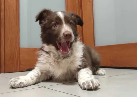 Rasowy Border Collie - piękny pies czekoladowo-biały 1