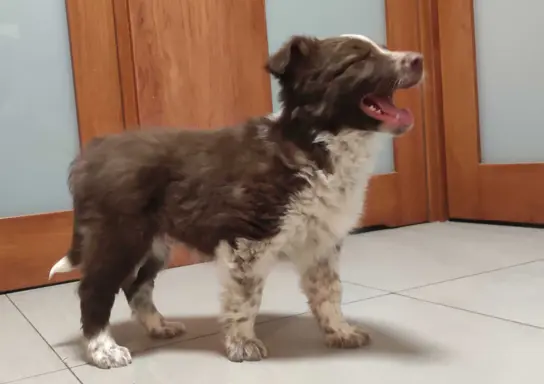 Rasowy Border Collie - piękny pies czekoladowo-biały 3