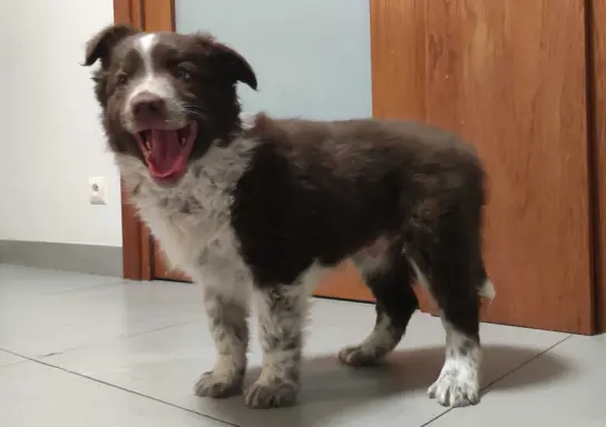 Rasowy Border Collie - piękny pies czekoladowo-biały 4