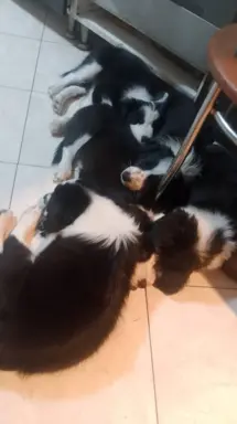 Border Collie Suczki 8