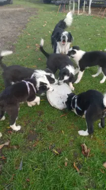 Border Collie Suczki 9