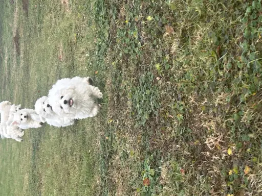 Szczeniak piesek bichon frise 2