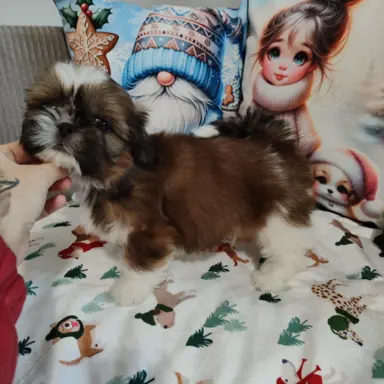 Shih Tzu pies chłopczyk czerwony 1