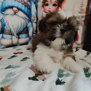 Shih Tzu pies chłopczyk czerwony 2