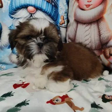 Shih Tzu pies chłopczyk czerwony 4