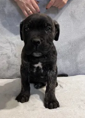 Szczeniaki Cane Corso Italiano 1