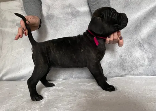 Szczeniaki Cane Corso Italiano 3