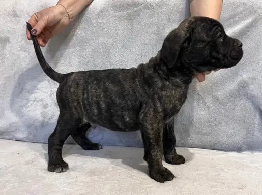 Szczeniaki Cane Corso Italiano 4