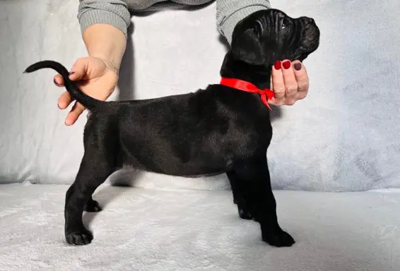 Szczeniaki Cane Corso Italiano 5