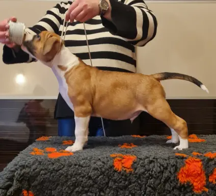 Amstaff - samiec -SWEET GENTELMAN 4