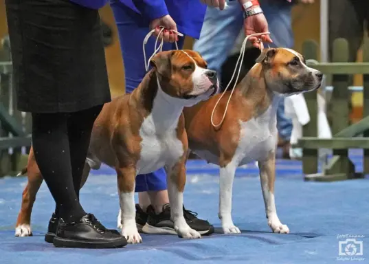 Amstaff - samiec -SWEET GENTELMAN 6