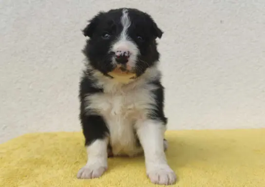 BORDER COLLIE piękne rasowe szczenię z hodowli 1