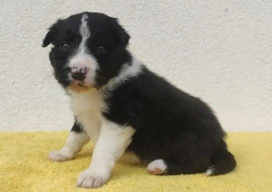 BORDER COLLIE piękne rasowe szczenię z hodowli 2