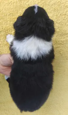 BORDER COLLIE piękne rasowe szczenię z hodowli 3