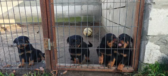 Szczeniaki rasy Rottweiler 1