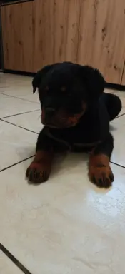 Szczeniaki rasy Rottweiler 2