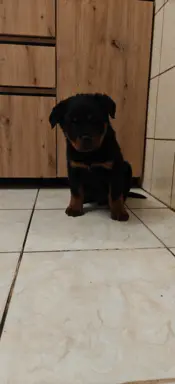 Szczeniaki rasy Rottweiler 3