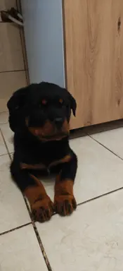 Szczeniaki rasy Rottweiler 4