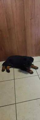 Szczeniaki rasy Rottweiler 5