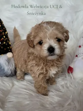 Maltipoo F1 piesek 1