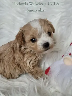 Maltipoo F1 piesek 2