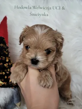 Maltipoo F1 piesek 3