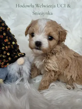 Maltipoo F1 piesek 4