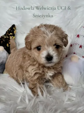 Maltipoo F1 piesek 5