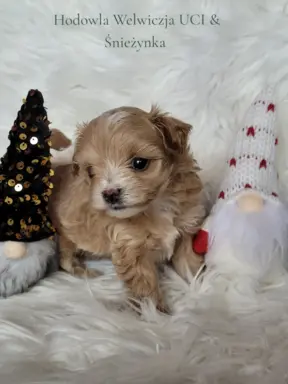 Maltipoo F1 piesek 6