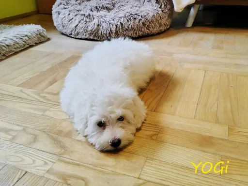 Samiec Piesek Coton De Tulear Szczenię szczeniak Kraków YOGI 4