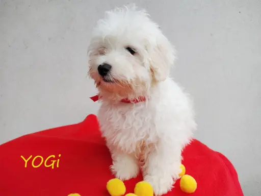 Samiec Piesek Coton De Tulear Szczenię szczeniak Kraków YOGI 8