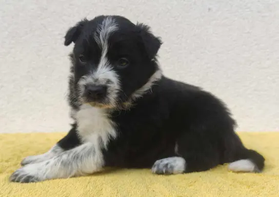 BORDER COLLIE rasowy szczeniak z hodowli, pełna dok. hodowla 2