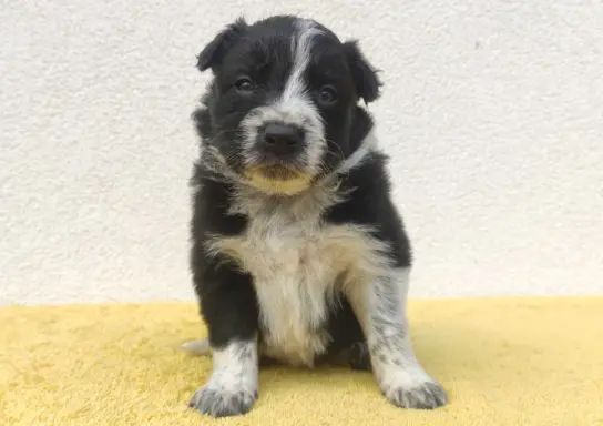 BORDER COLLIE rasowy szczeniak z hodowli, pełna dok. hodowla 4