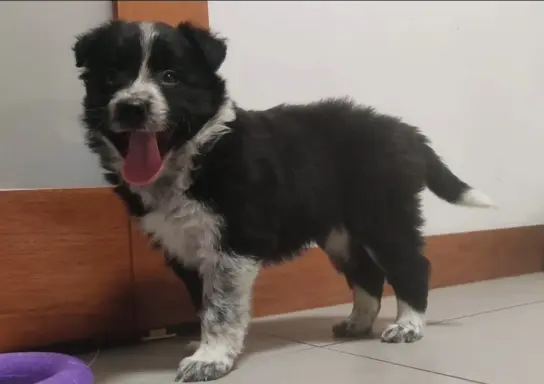 BORDER COLLIE rasowy szczeniak z hodowli, pełna dok. hodowla 1