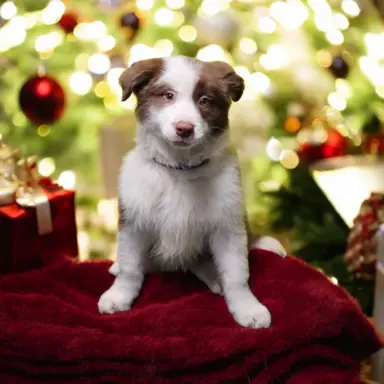 Suczki czekoladowe border collie ZKwP FCI 1